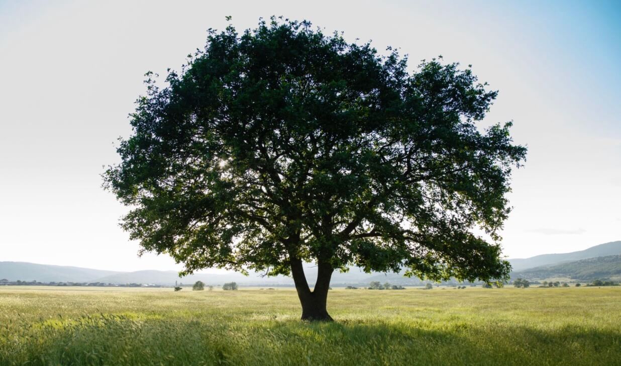 tree rooted in the ground in a field.